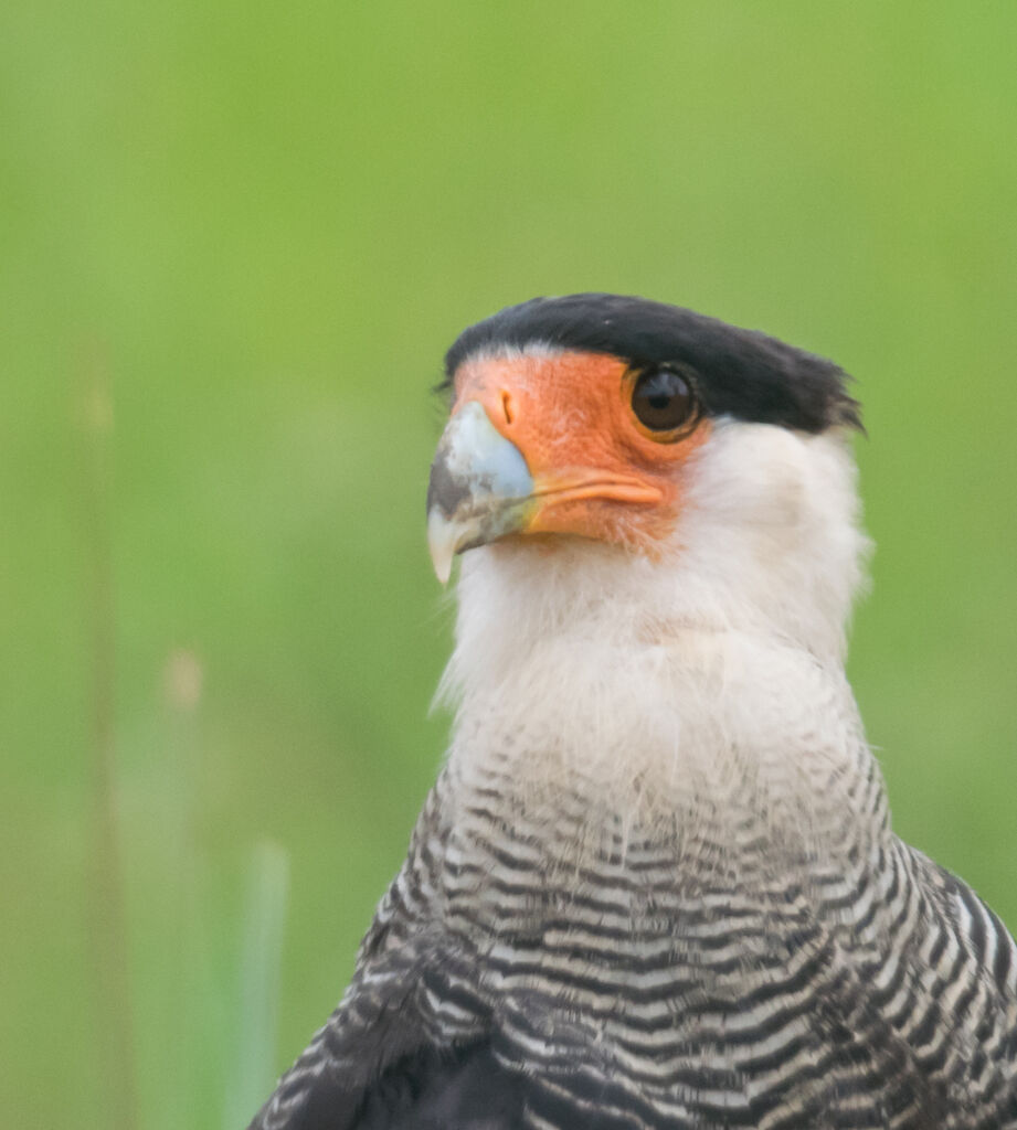 Southern Crested Caracara