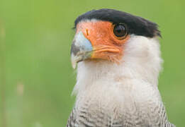 Caracara huppé