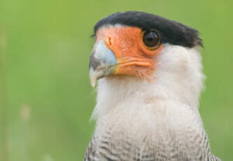 Caracara huppé