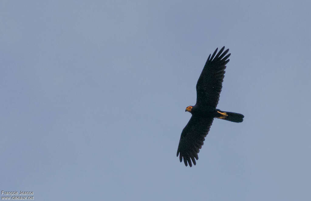 Black Caracaraadult, pigmentation, Flight