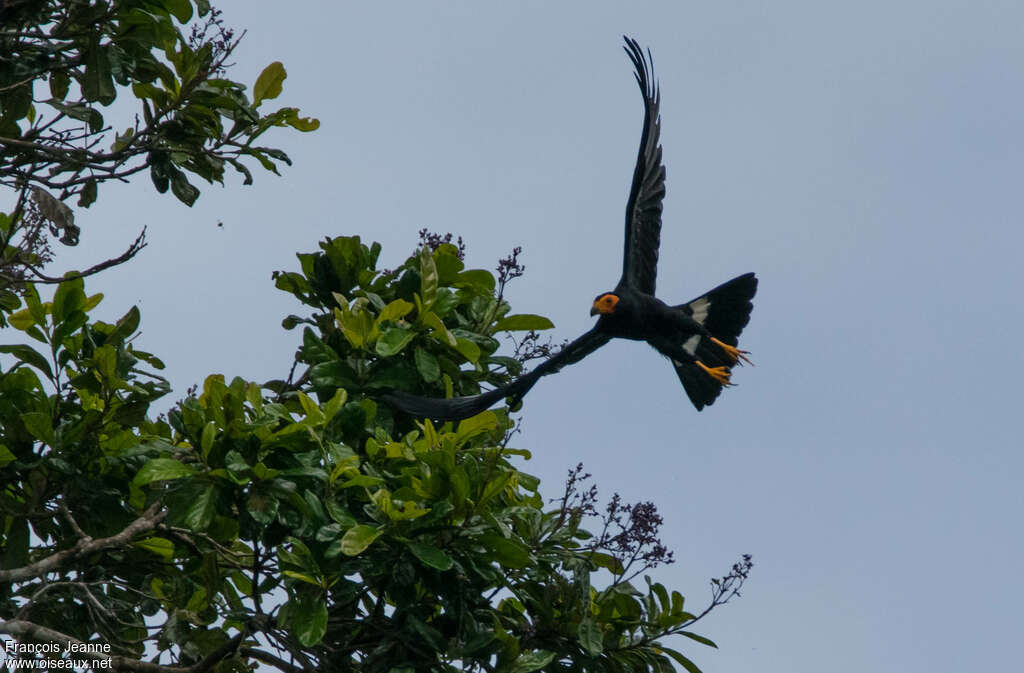 Caracara noiradulte, pigmentation, Vol