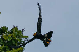 Caracara noir