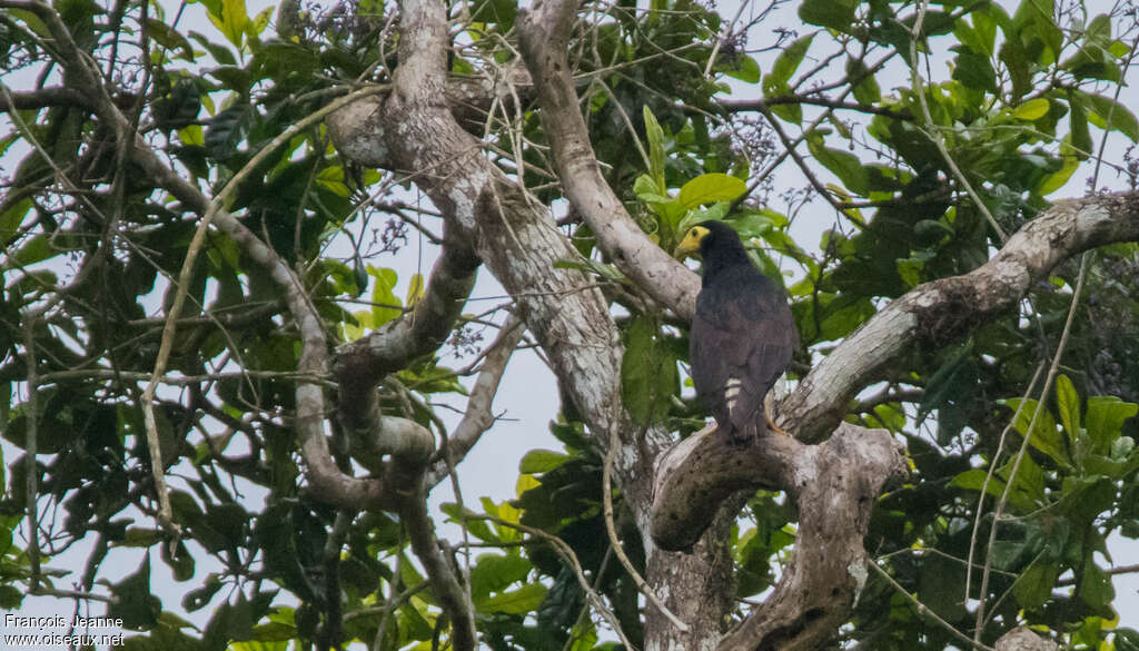 Caracara noirjuvénile, habitat, pigmentation