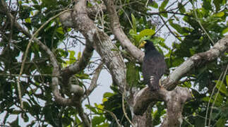 Caracara noir