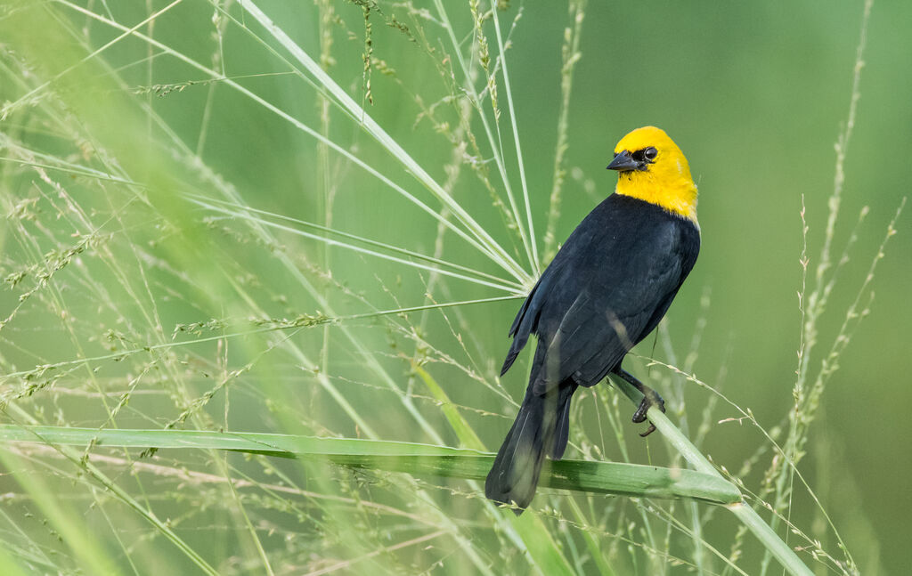 Yellow-hooded Blackbird