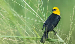 Yellow-hooded Blackbird