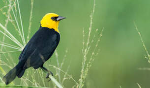 Yellow-hooded Blackbird