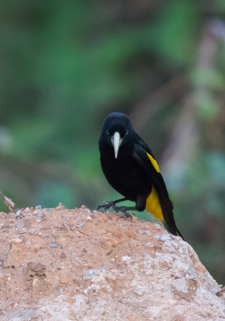 Yellow-rumped Cacique