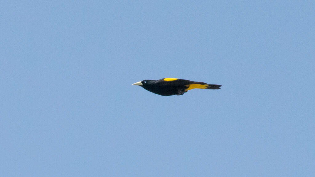 Yellow-rumped Cacique