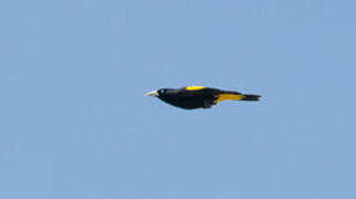 Yellow-rumped Cacique