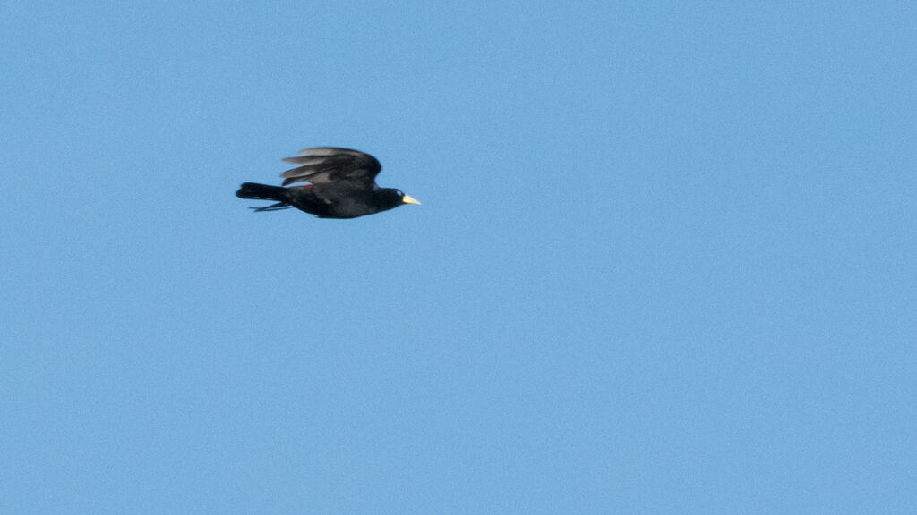 Red-rumped Cacique