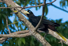 Crested Oropendola