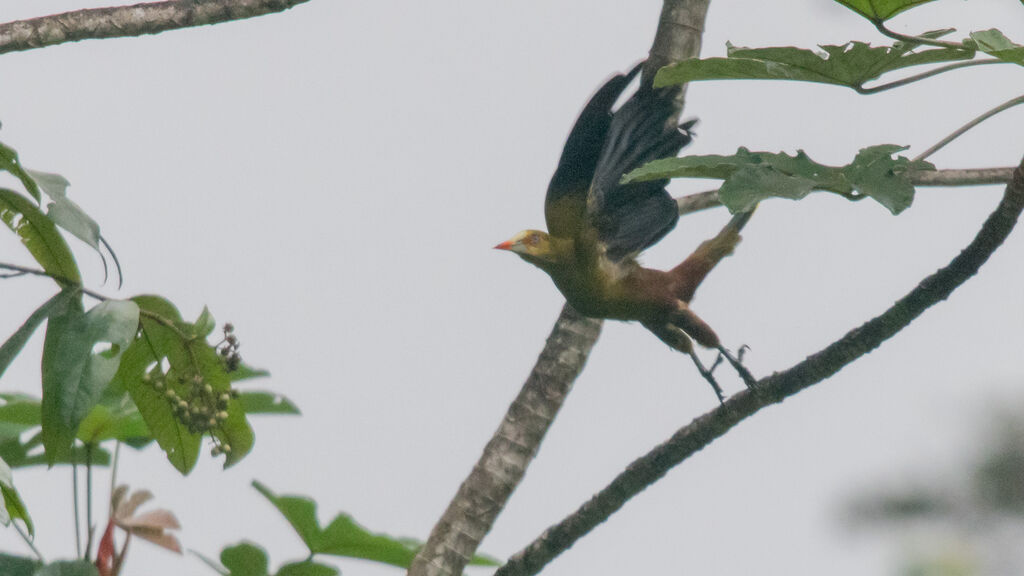 Green Oropendola