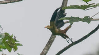 Green Oropendola