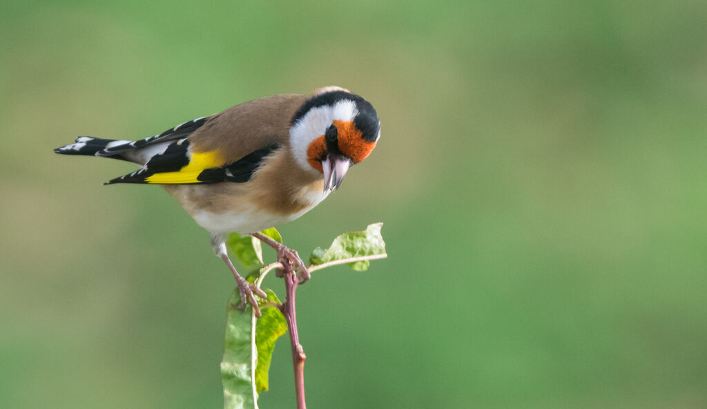 European Goldfinch