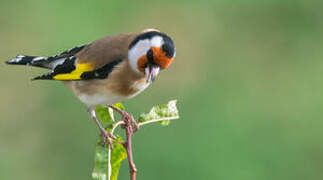 European Goldfinch