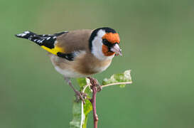 European Goldfinch