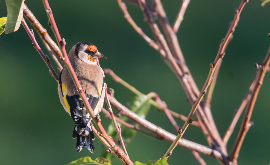 European Goldfinch