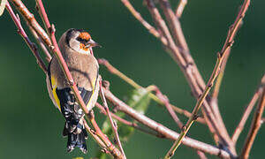 European Goldfinch