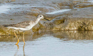 Lesser Yellowlegs