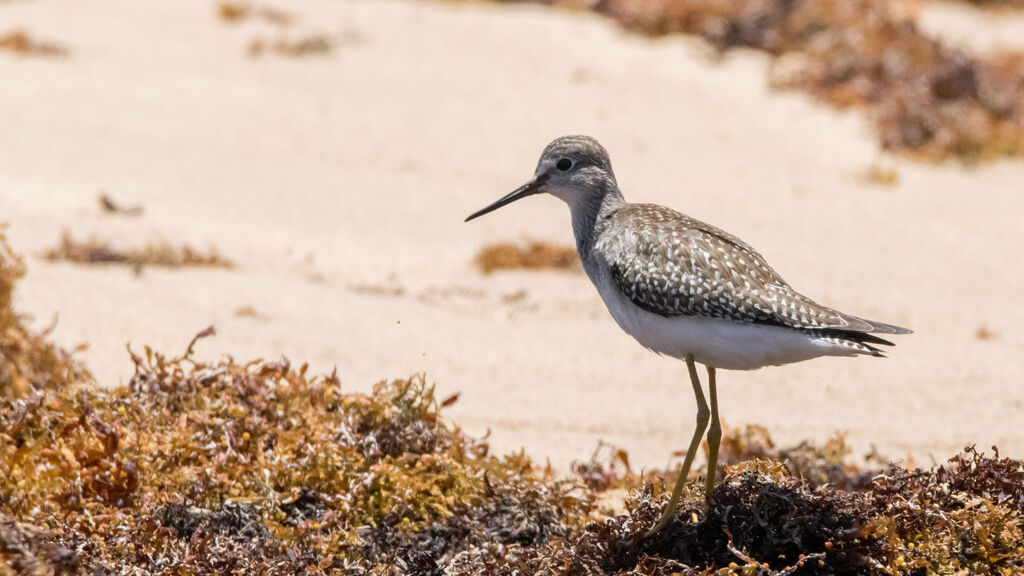 Lesser Yellowlegs