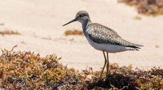 Lesser Yellowlegs