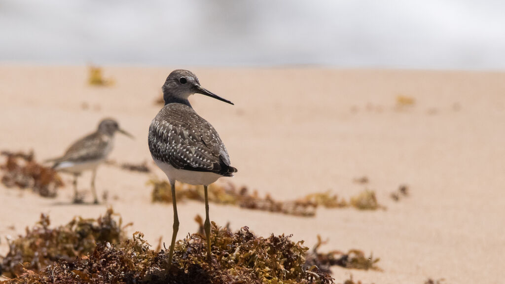 Lesser Yellowlegs