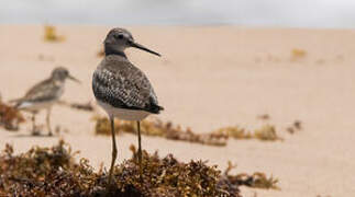 Lesser Yellowlegs