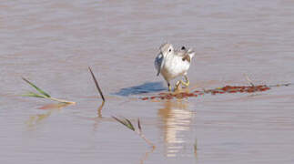 Common Greenshank