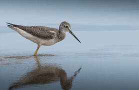 Greater Yellowlegs