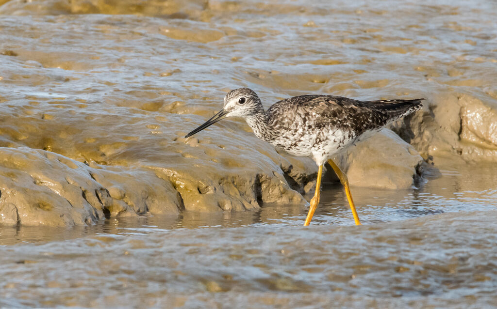 Greater Yellowlegs