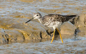 Greater Yellowlegs