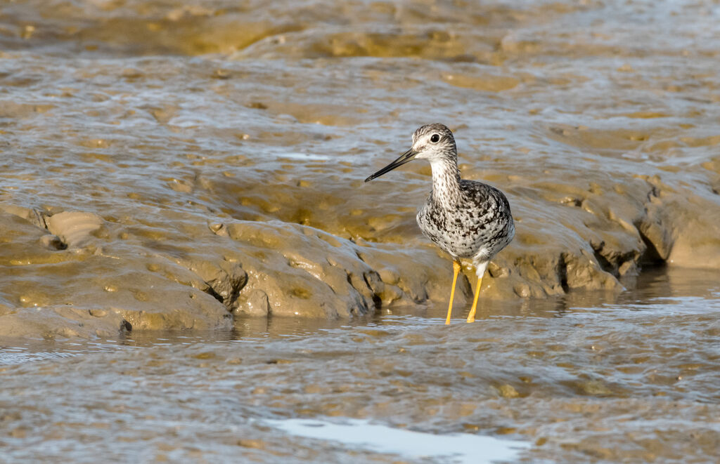 Greater Yellowlegs