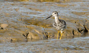 Greater Yellowlegs