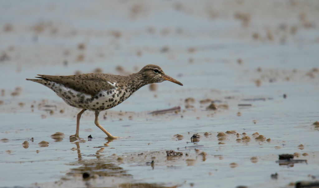 Spotted Sandpiper