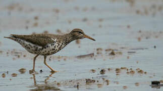 Spotted Sandpiper