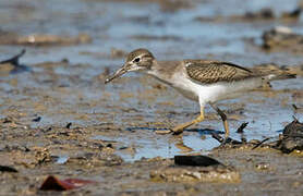 Spotted Sandpiper