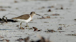 Common Sandpiper