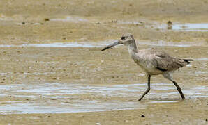 Willet