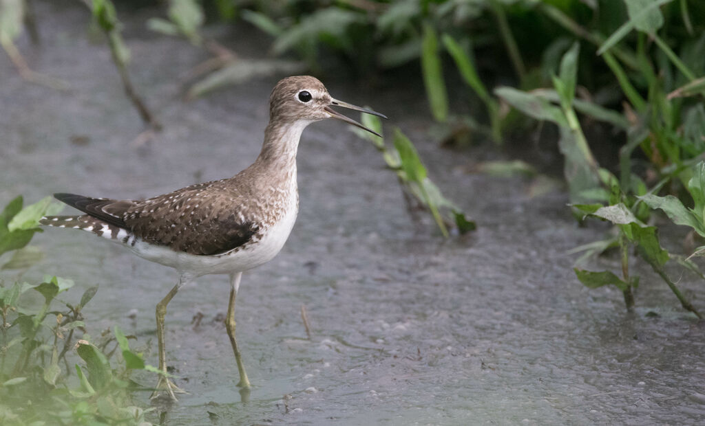 Solitary Sandpiper