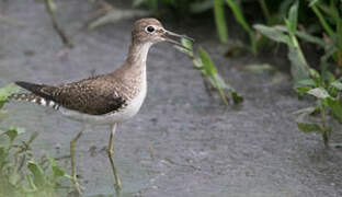 Solitary Sandpiper