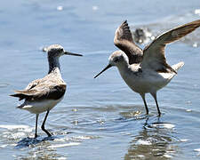 Marsh Sandpiper