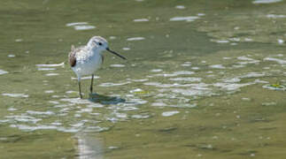 Marsh Sandpiper