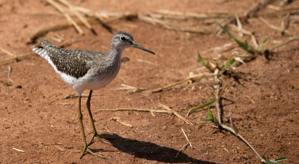 Wood Sandpiper