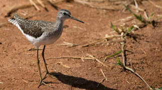 Wood Sandpiper