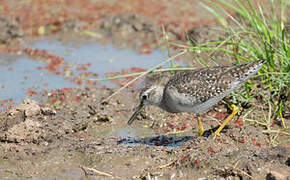 Wood Sandpiper