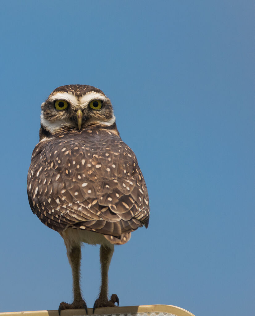 Burrowing Owl