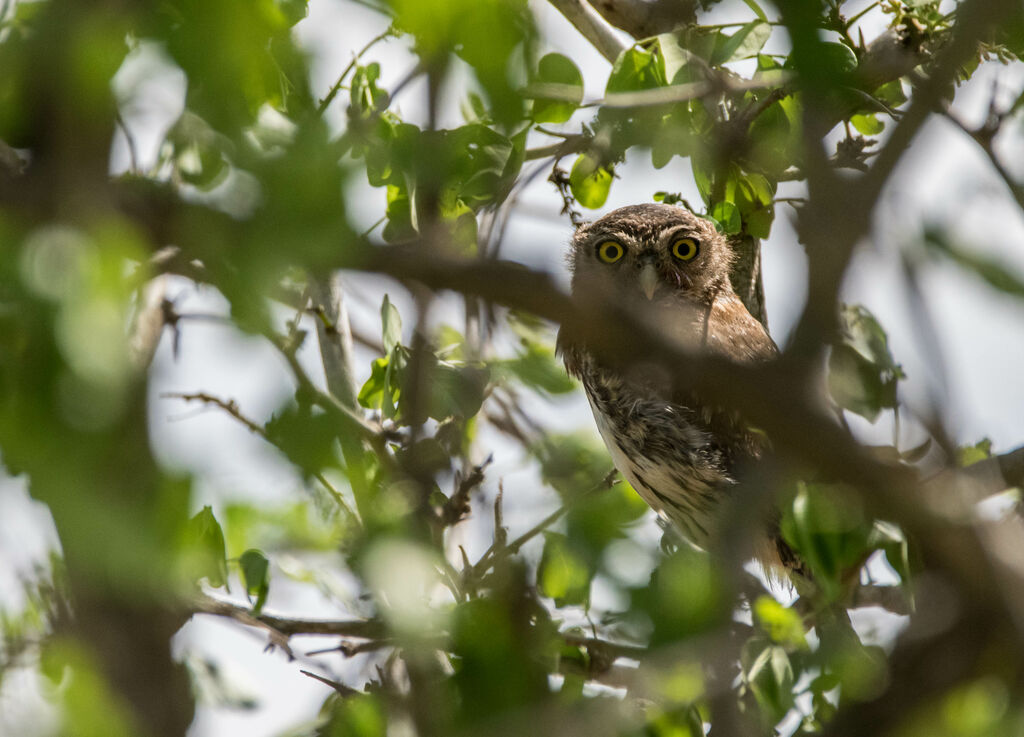 Pearl-spotted Owlet