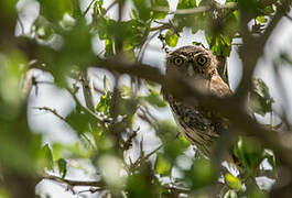 Pearl-spotted Owlet