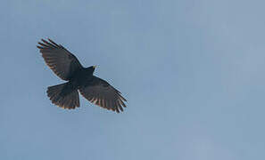 Alpine Chough